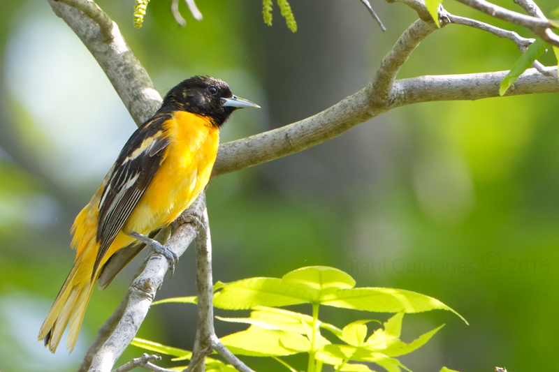 Baltimore Oriole