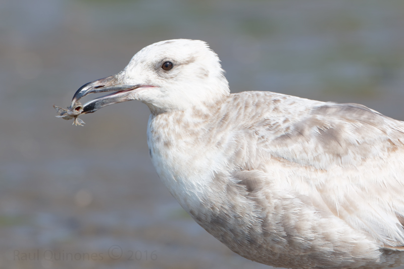 Herring Gull