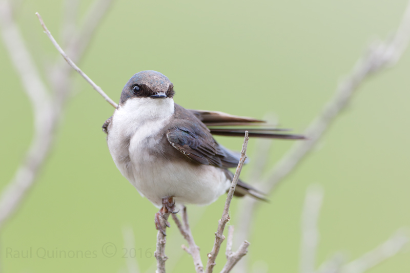 Tree Swallow