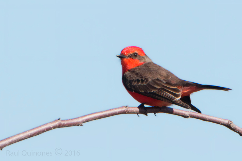 Vermilion flycatcher