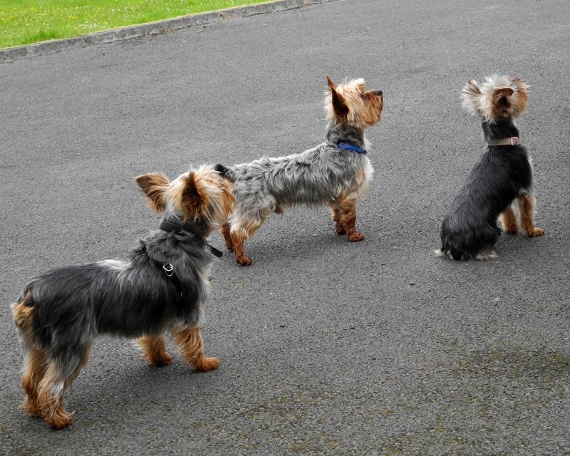 Lining up for a treat