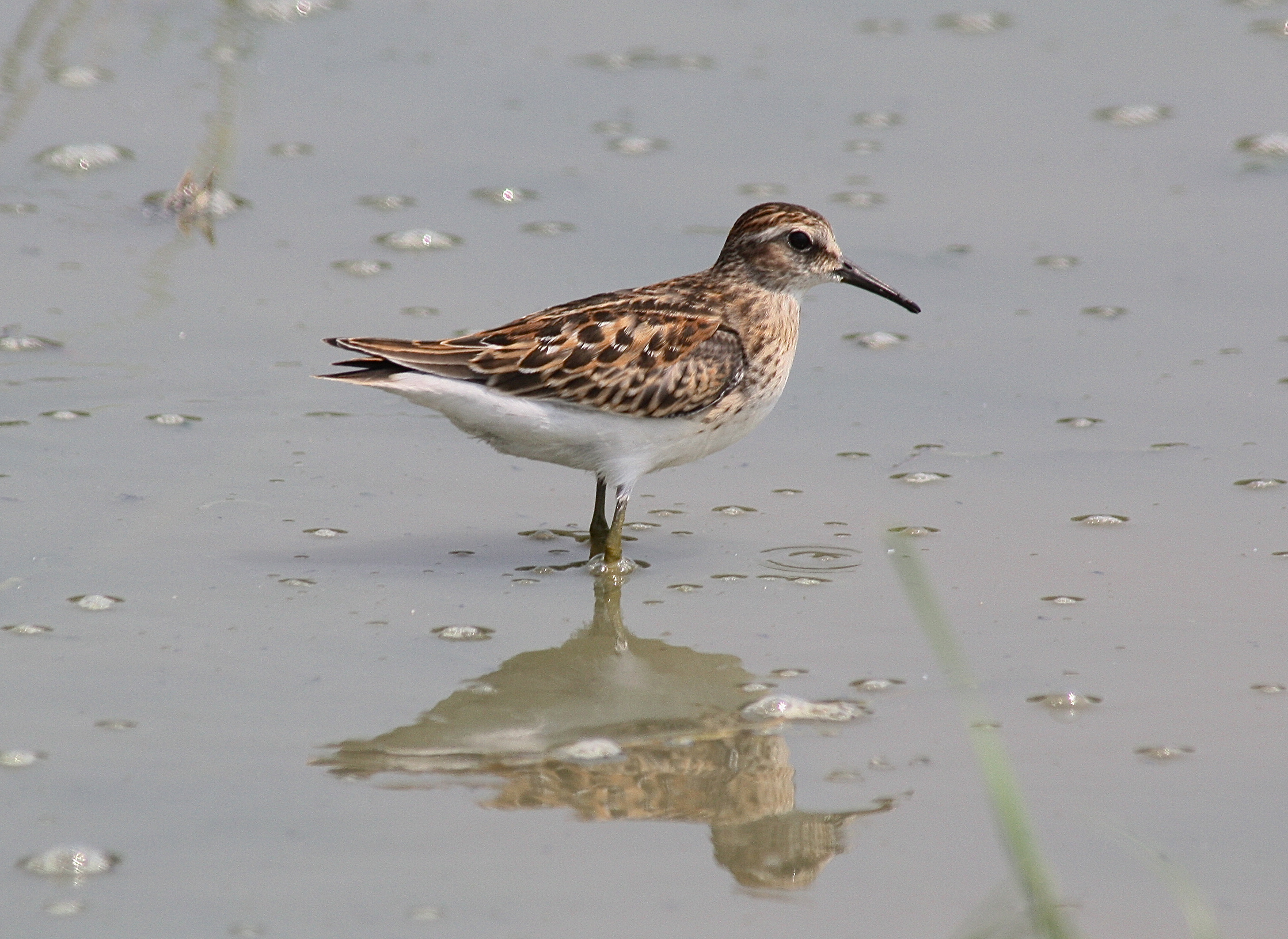 2957 - Least Sandpiper.JPG