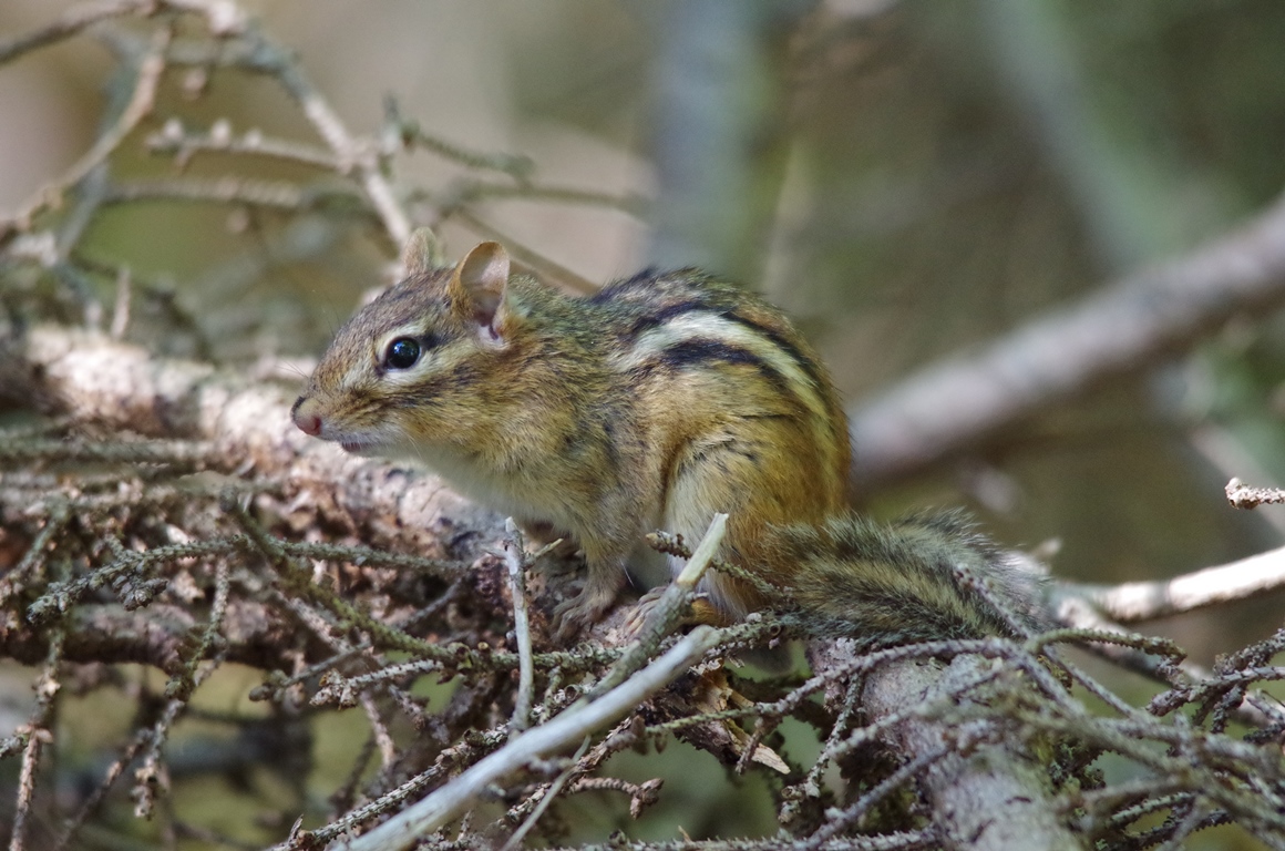 Eastern Chipmunk