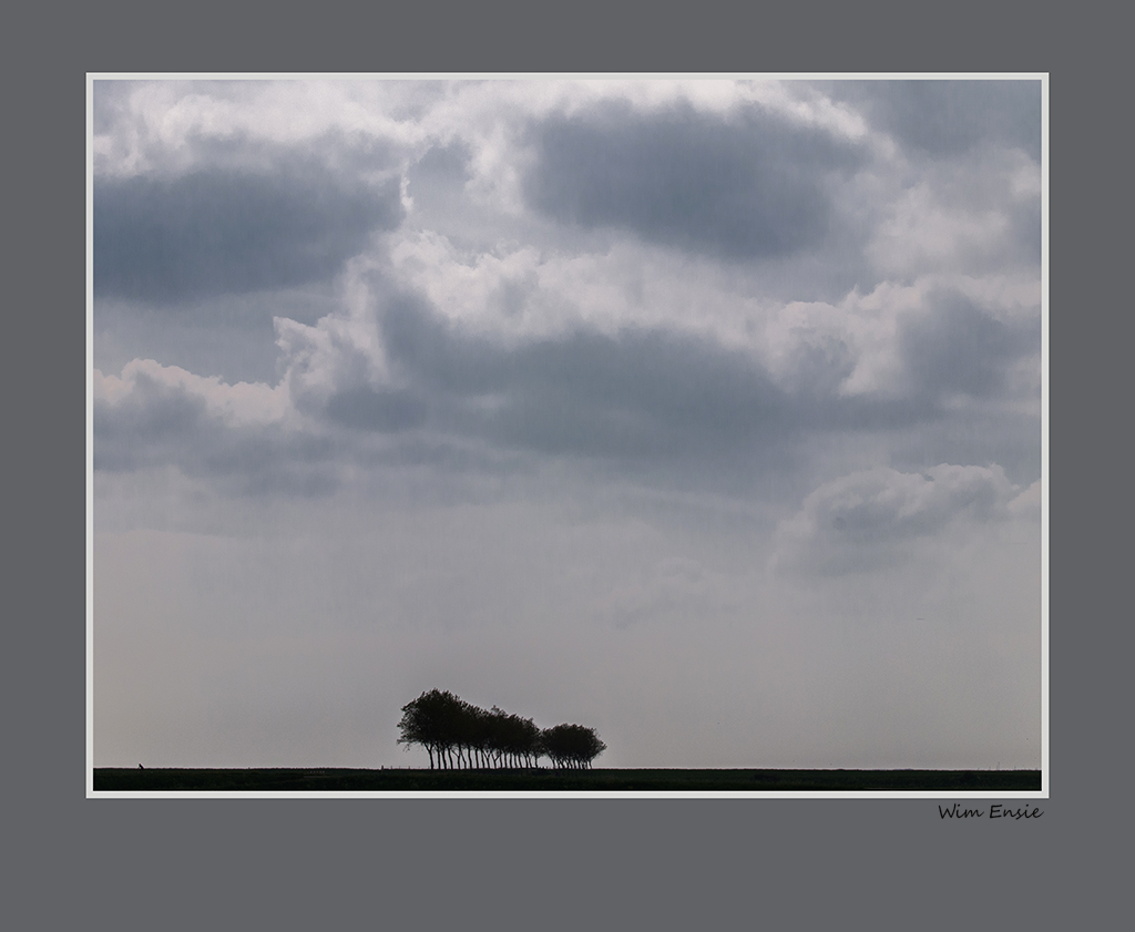 trees on the dike