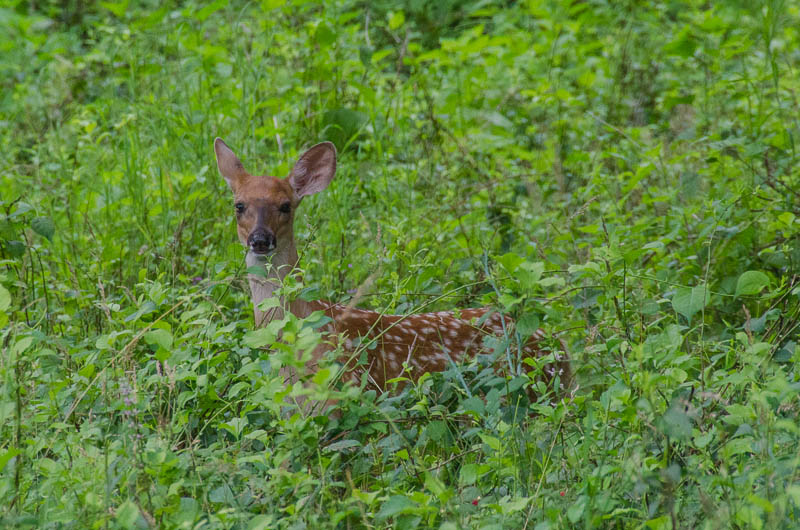 Fawn