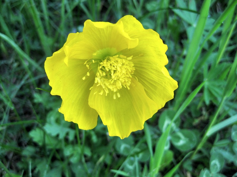 Wildflowers in the Engadine