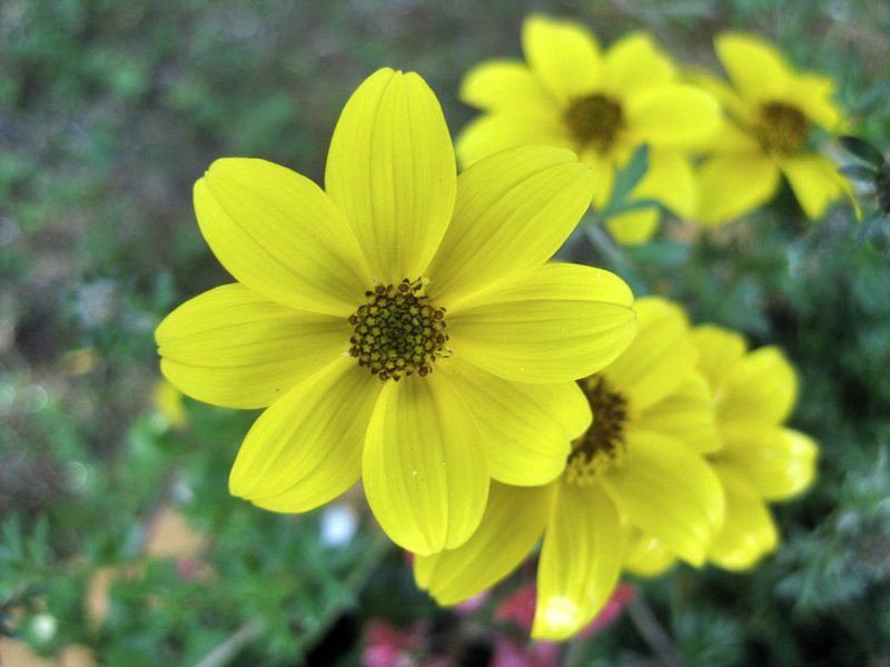 Wildflowers in the Engadine