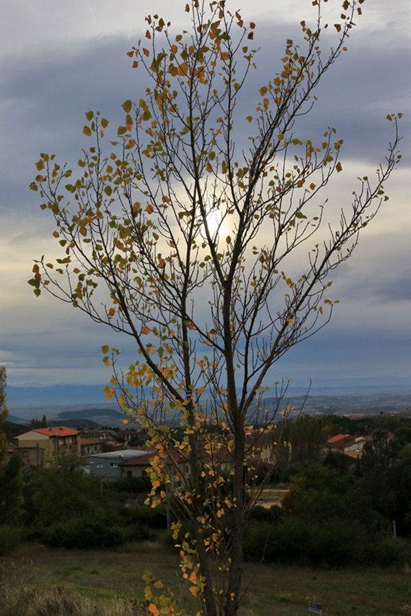 Atardecer en Abalos