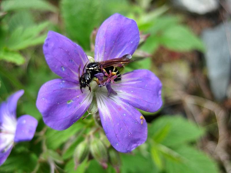 Flowers in Zermatt
