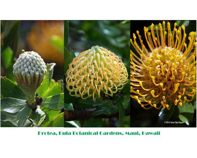 Protea: Stages
