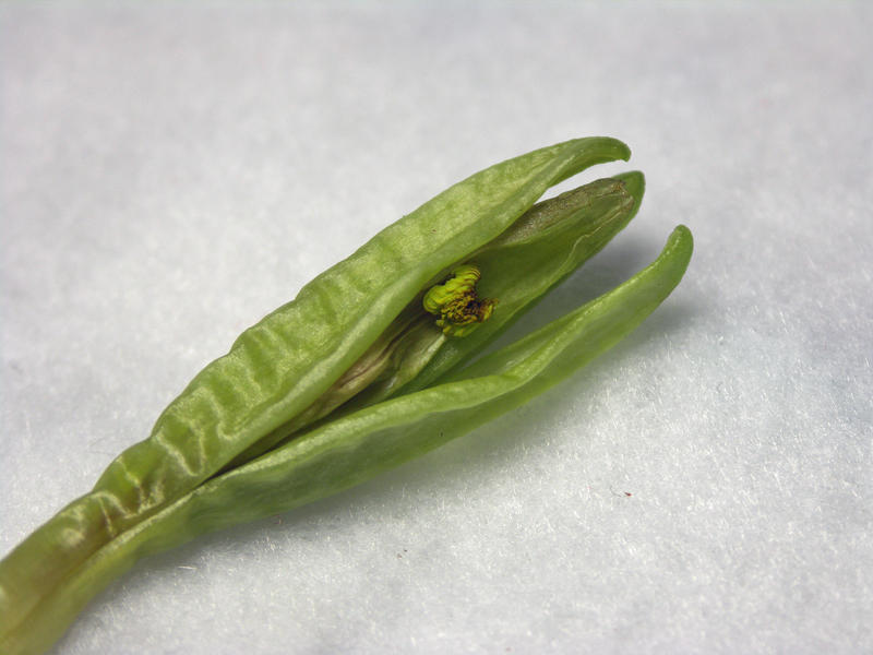 Vanilla Flower