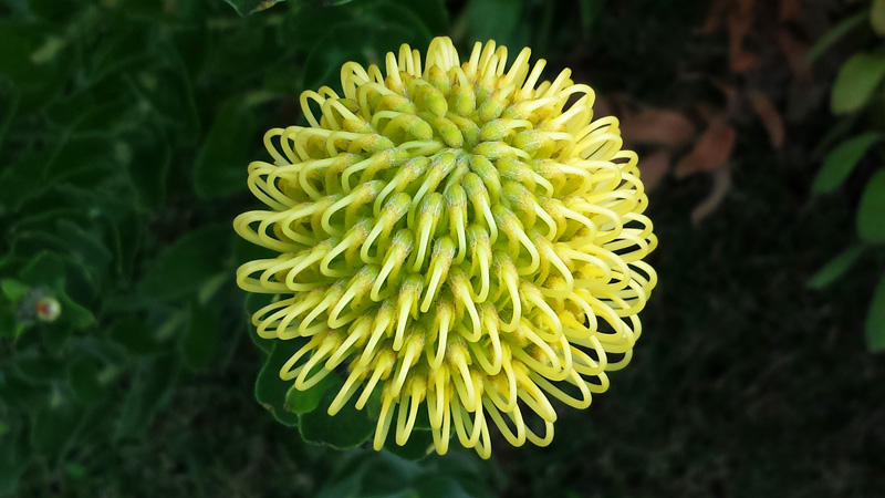 Yellow Protea.jpg