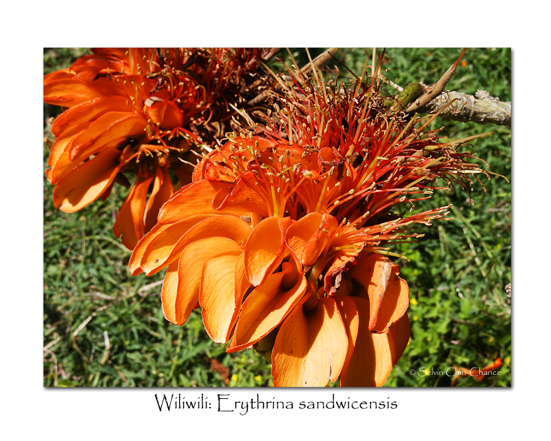 Wiliwili Flowers