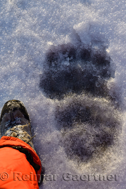 Hiking boot of man next to the rear footprint of a Polar Bear on Barter Island Alaska