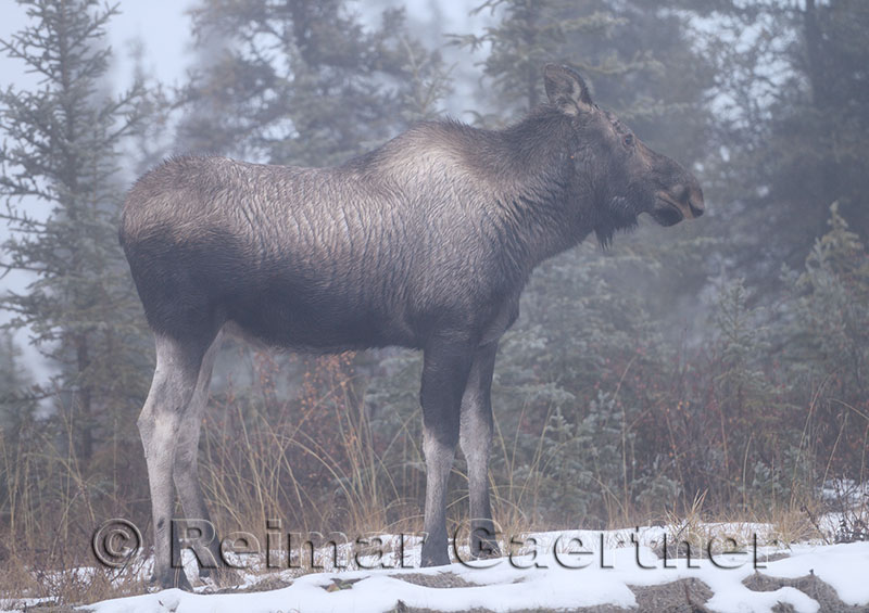 Young moose standing by the Dalton Highway Alaska in the fog