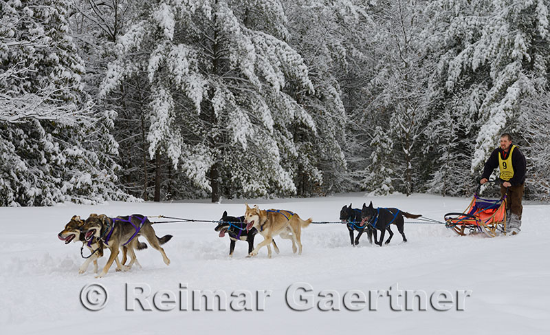 341 6 dog sled 17.jpg