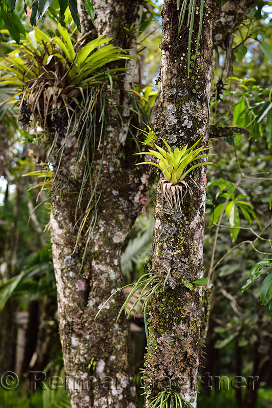 Bromeliad tropical plants growing on a tree trunk in Isabel de Torres botanical garden Dominican Republic