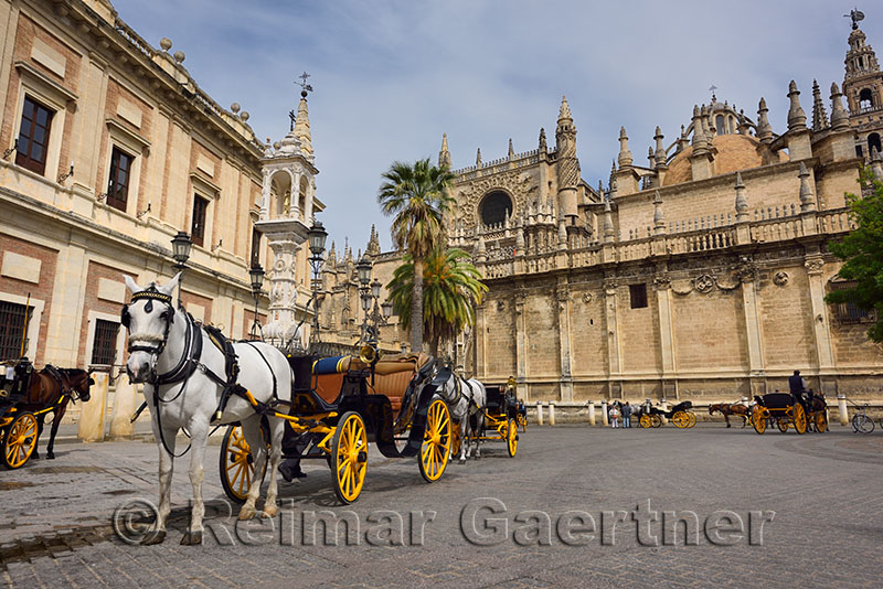 Horse drawn carriages in Plaza Triunfo behind the Seville Cathedral Andalusia