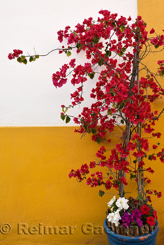 Potted flowering bougainvillea on Patios of Alcazar Viejo route Cordoba