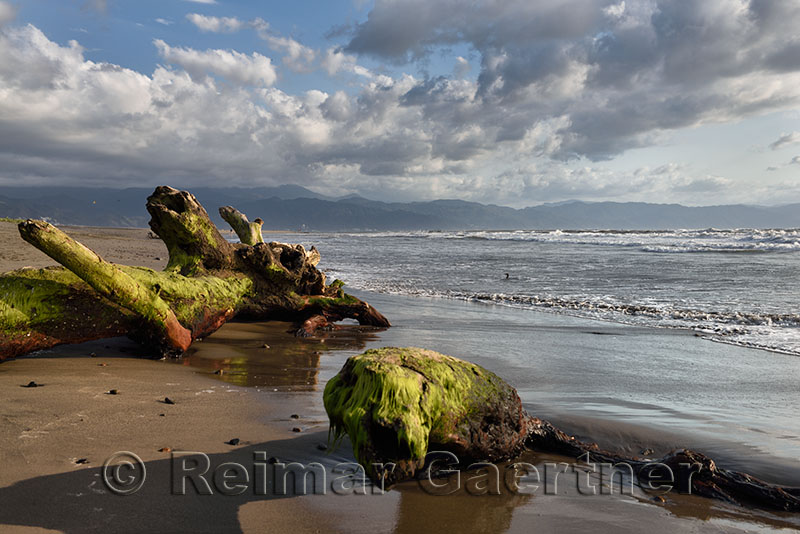 Tree driftwood covered in seaweed on beach of Nuevo Vallarta Mexico