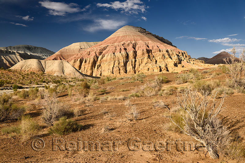 Saxaul bushes in arid basin of Aktau Mountains Altyn Emel National Park Kazakhstan