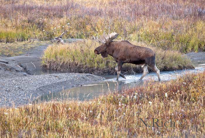 Marsh Moose scene