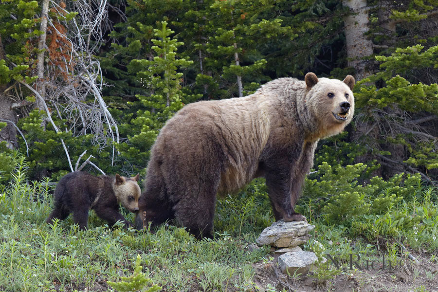 Iconic mother grizzly bear and young cub ~ a personal favorite.