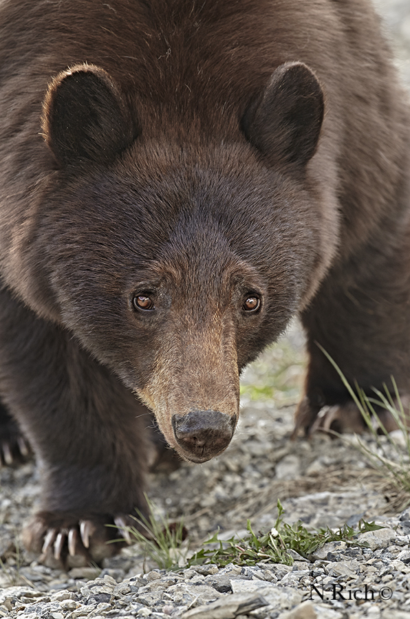 Cinnamon black bear