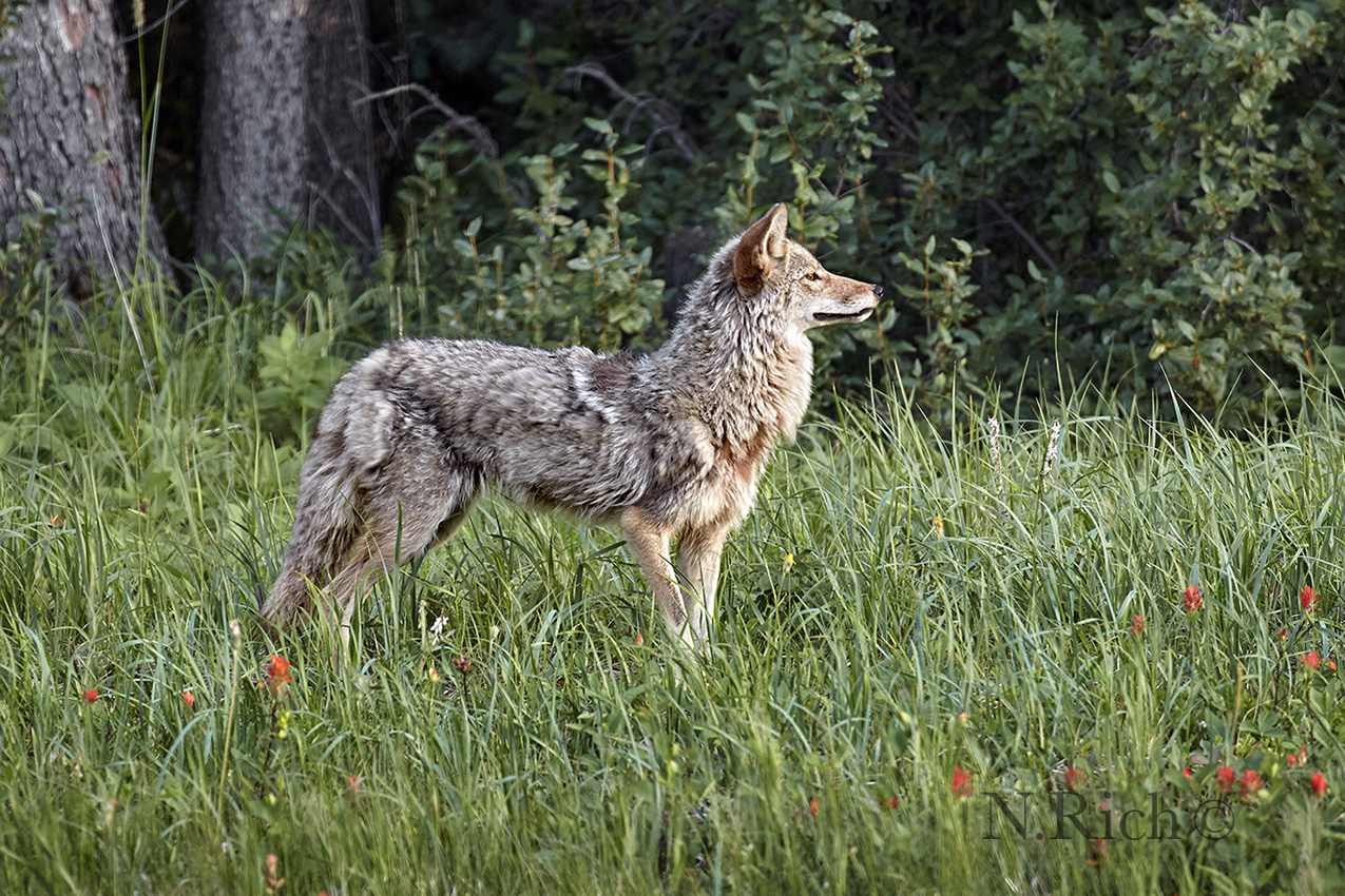 Dignity of Coyote