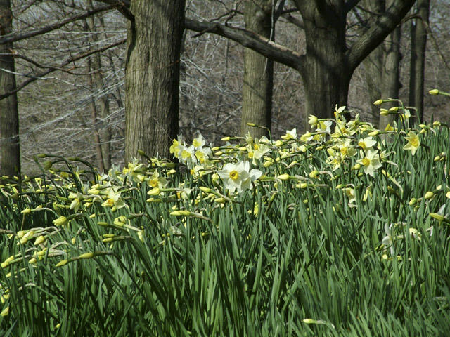 Daffodil Hill--Lakeview Cemetery.jpg