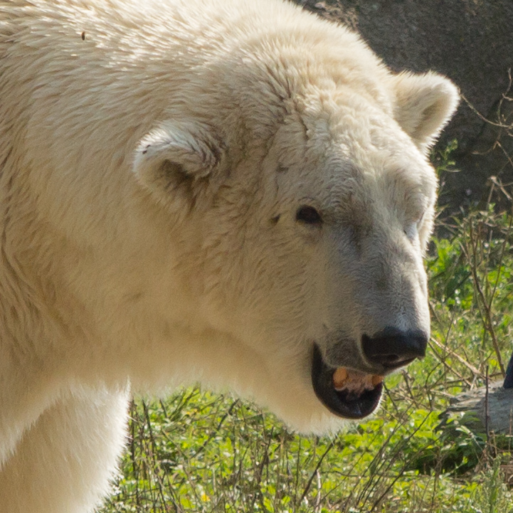 Polar portrait (sep14)