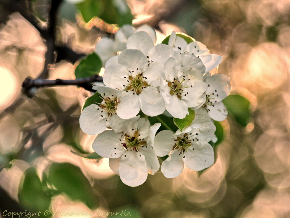 Pear tree flower