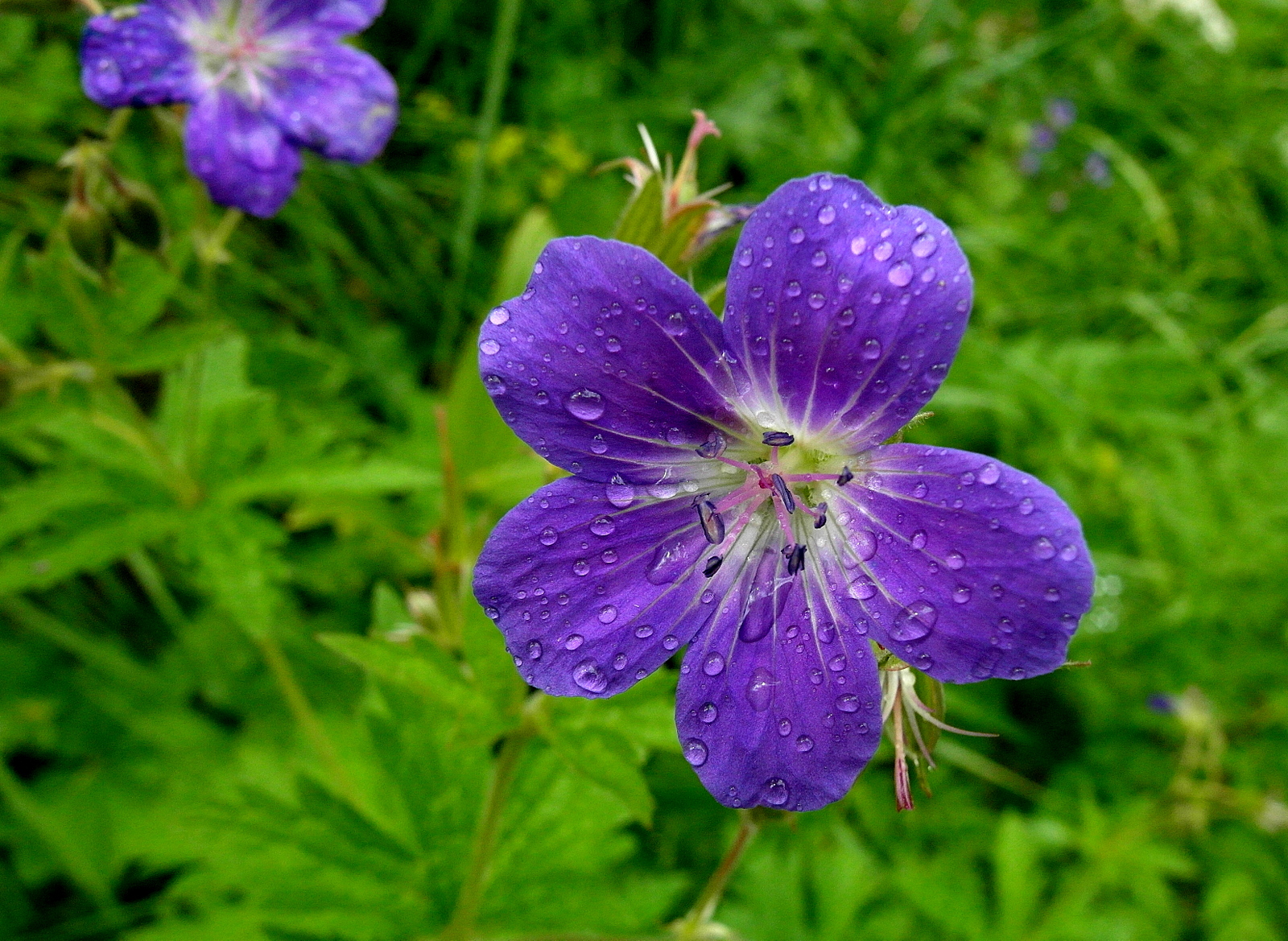 la petite fleur bleue