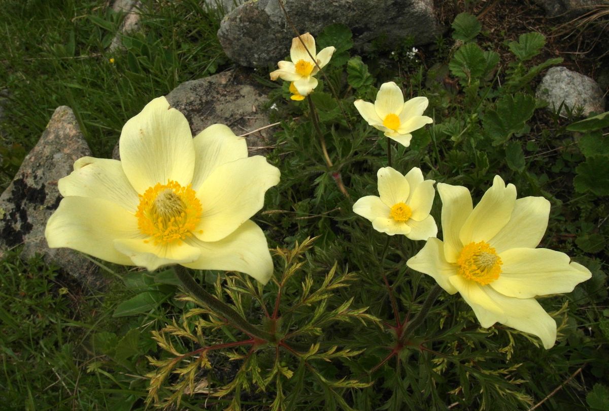 another kind of anemones