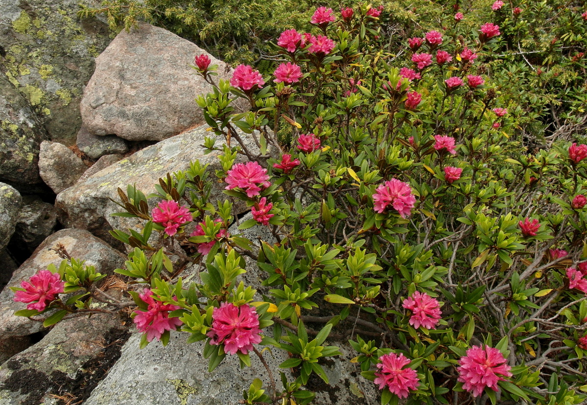 rhododendrons