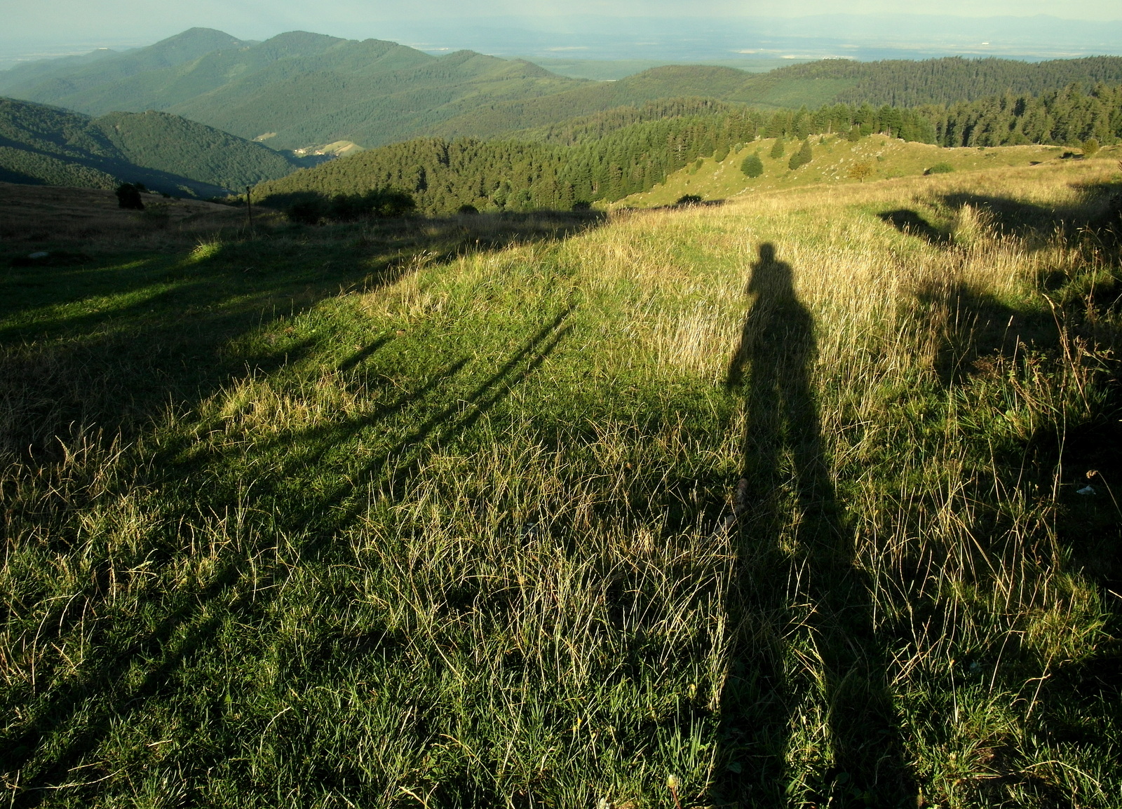le gant des Vosges