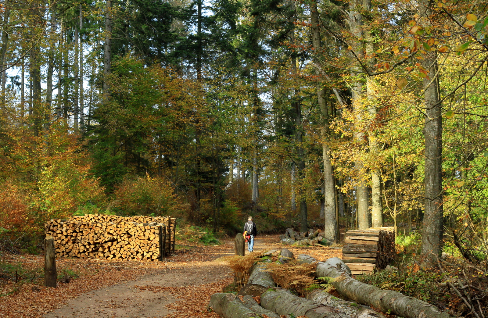 vie et mort des arbres