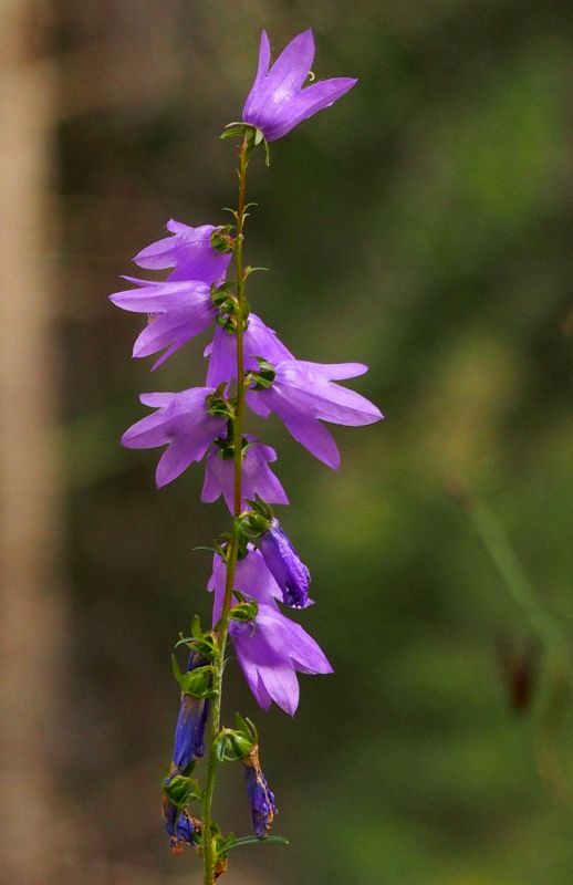 campanules