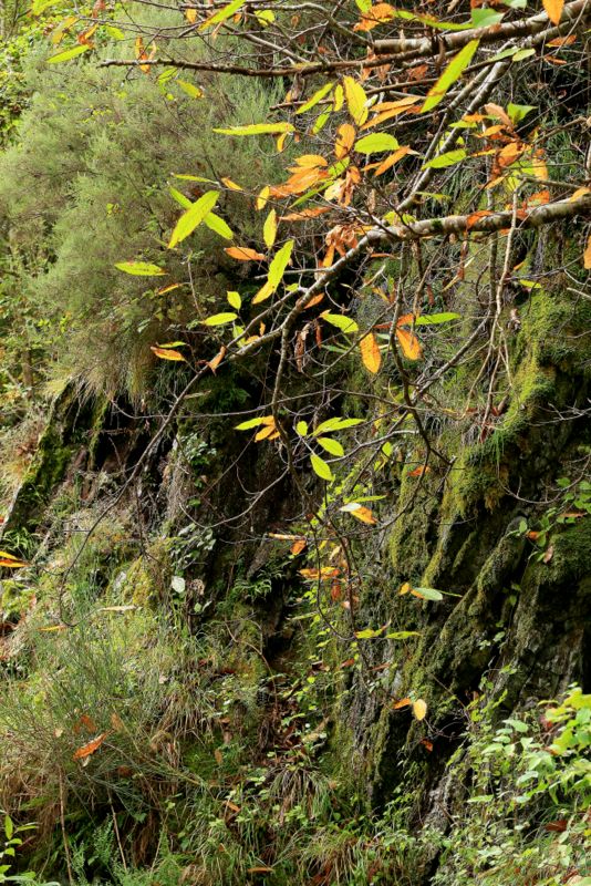 un bosco di castagni