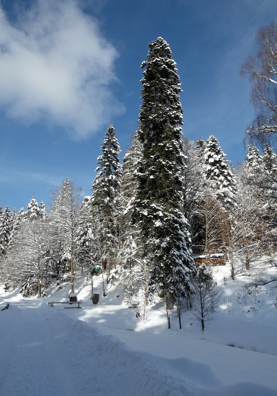 giant fir