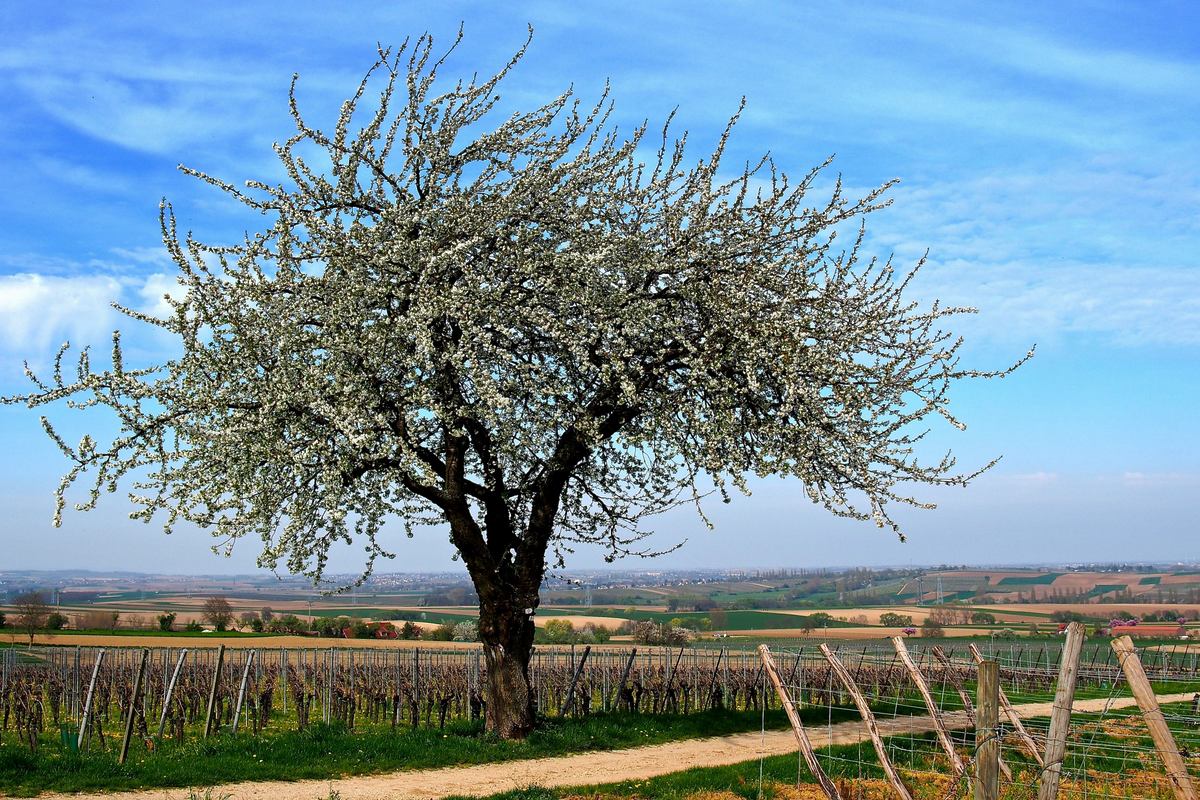 le vieux cerisier