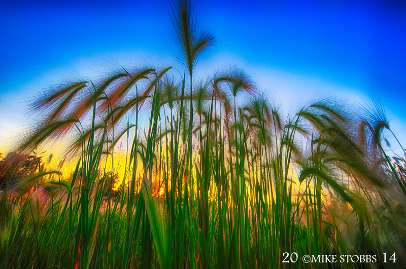 Sunset In The Weeds