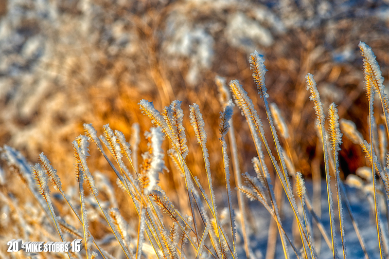 Morning Frost