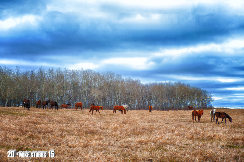 Grazing