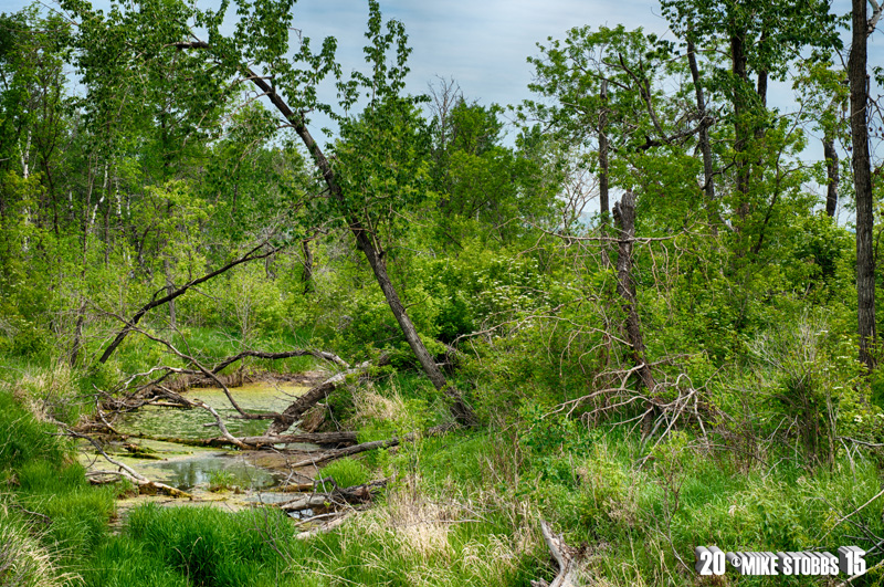 Down By The Creek