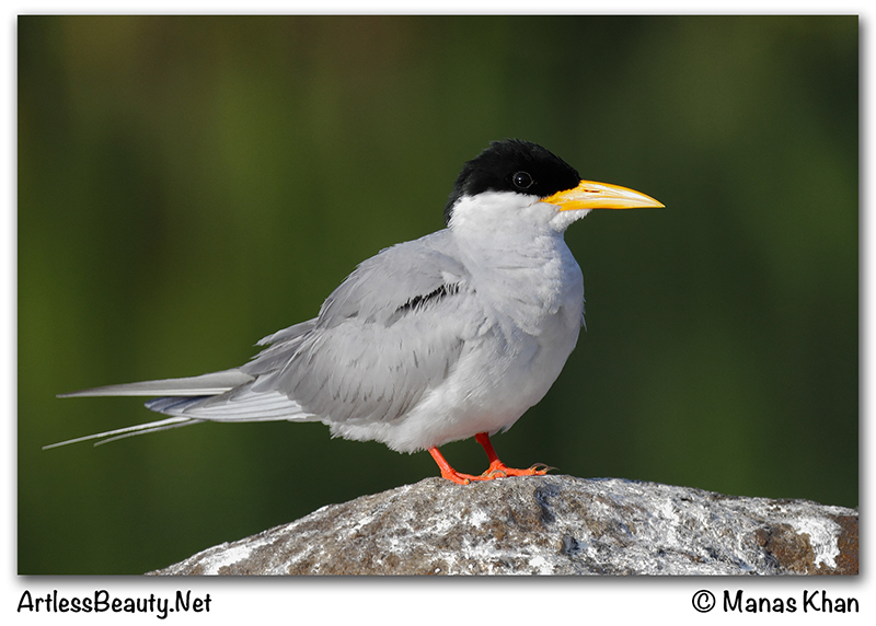 River tern breeding plumage.jpg