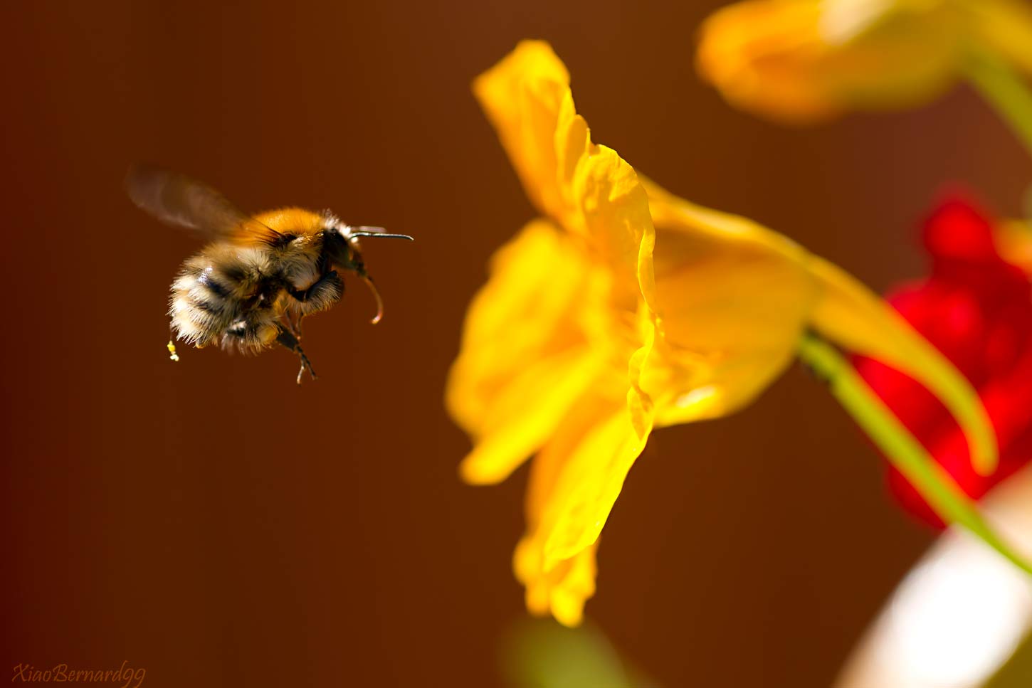 Bee and Nasturtiums