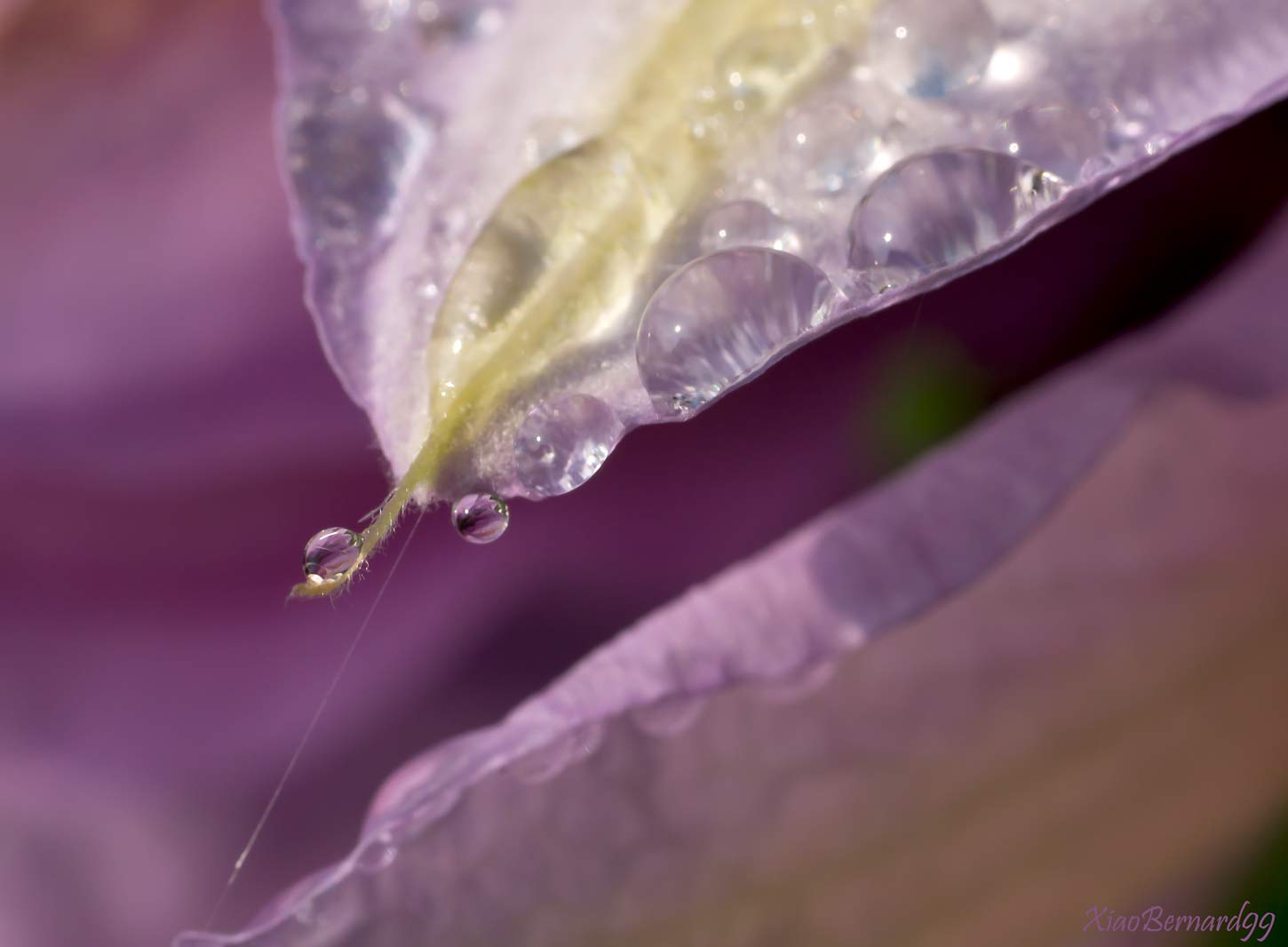 Lily Droplets