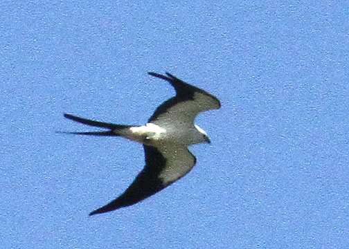 Swallow-tailed Kite, Becks Landing, Purrysburg Rd, 04/30/2015