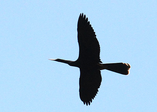 Anhinga, Webb WMA, 04/30/2015